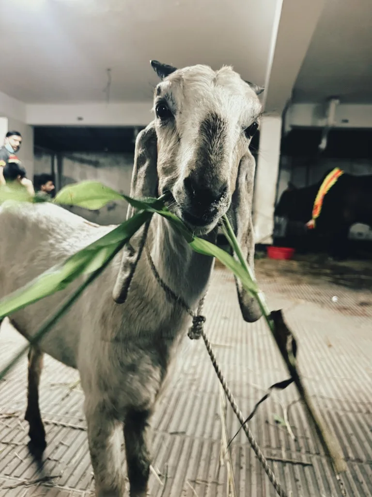 The large goat purchased for the Qurbani drive